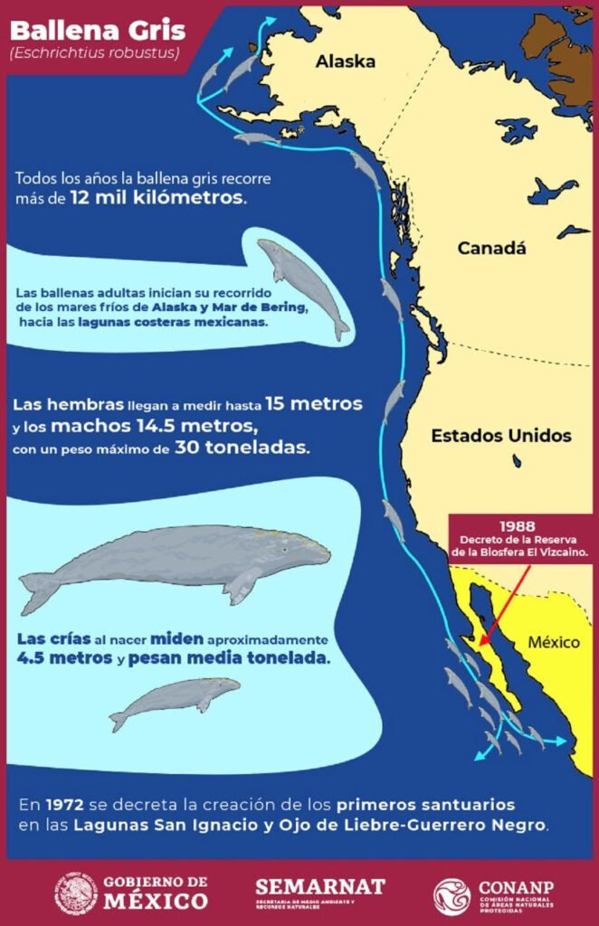 Ballenas Baja California Sur